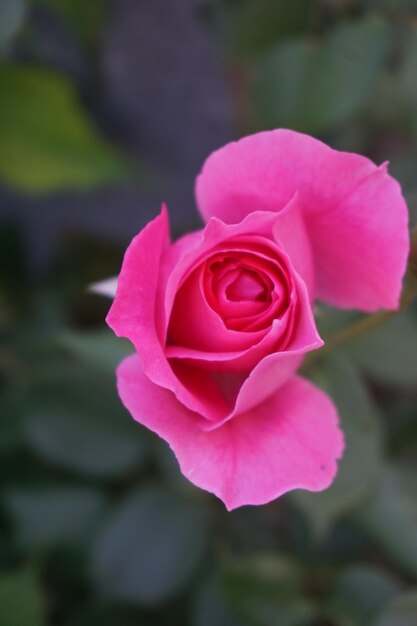 Foto close-up de uma rosa rosa florescendo ao ar livre