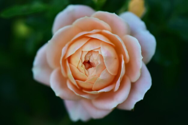 Close-up de uma rosa rosa florescendo ao ar livre