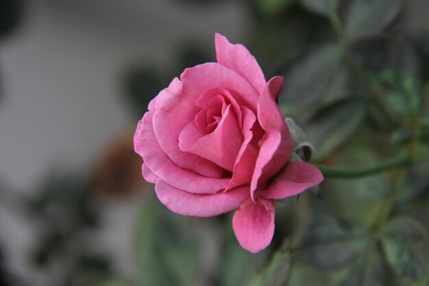 Foto close-up de uma rosa rosa florescendo ao ar livre