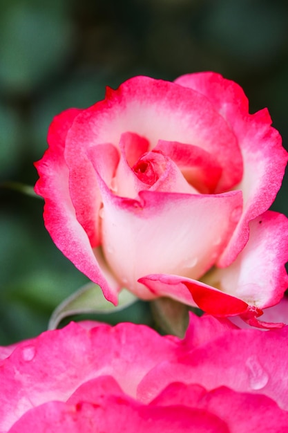 Foto close-up de uma rosa rosa florescendo ao ar livre