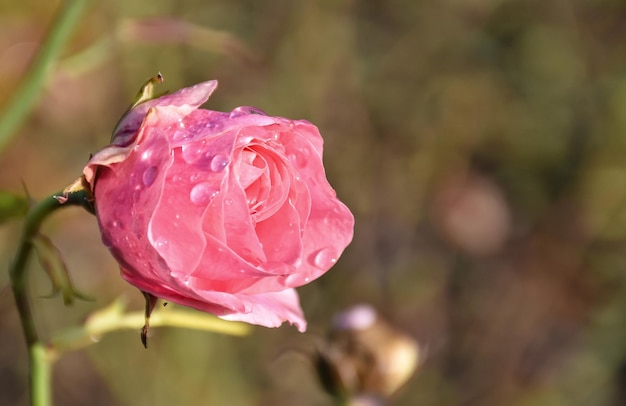 Close-up de uma rosa rosa molhada florescendo ao ar livre