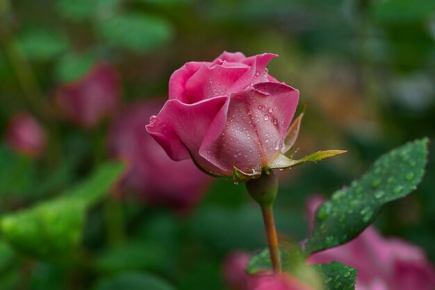 Close-up de uma rosa rosa molhada