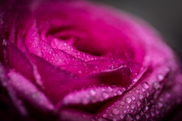 Foto close-up de uma rosa rosa molhada