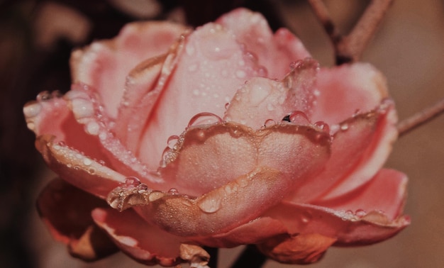 Foto close-up de uma rosa rosa molhada