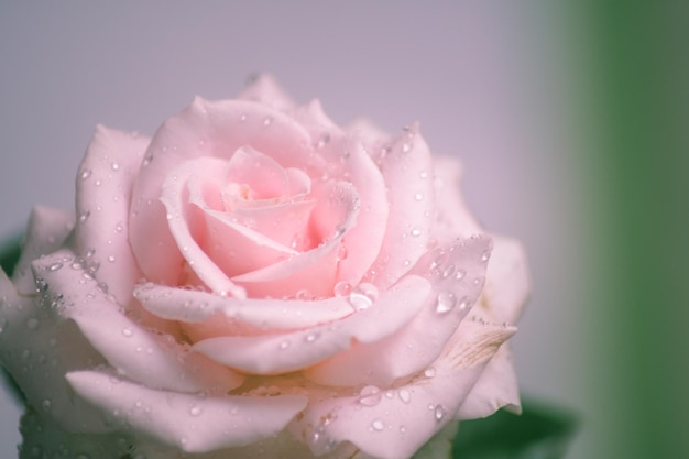 close-up de uma rosa rosa que floresce e tem gotas de água em suas pétalas Fundo da flor