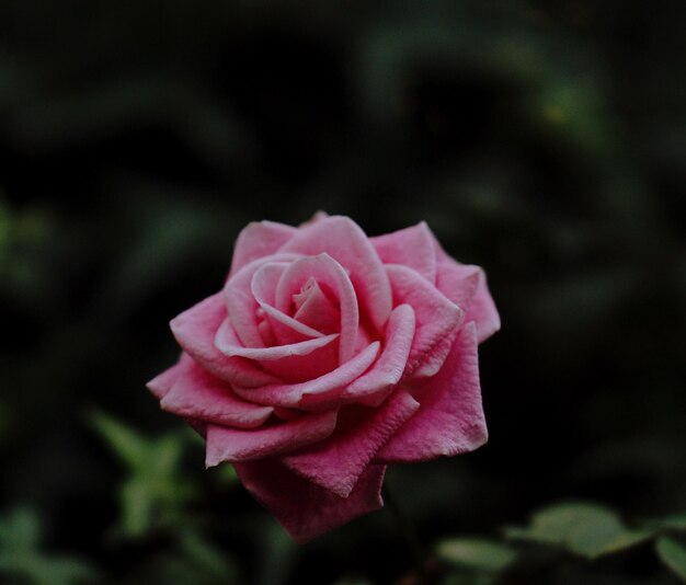 Foto close-up de uma rosa rosa