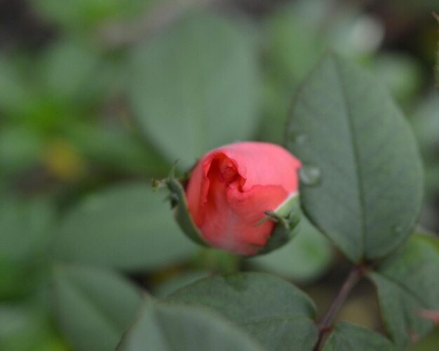 Foto close-up de uma rosa rosa