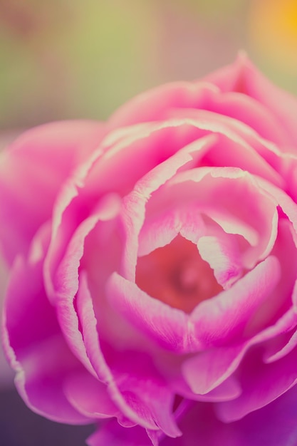 Foto close-up de uma rosa rosa