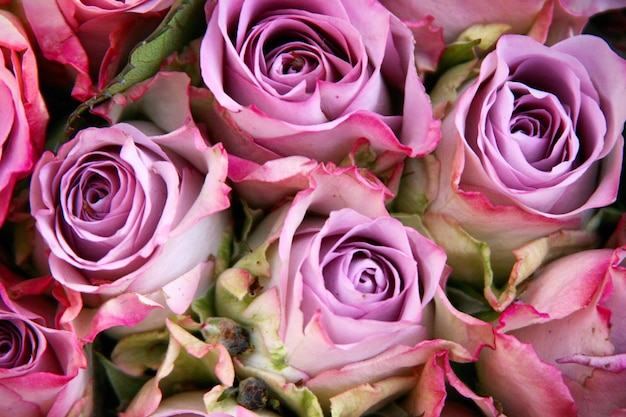 Close-up de uma rosa rosa