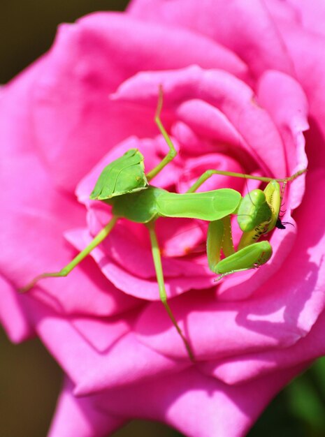 Foto close-up de uma rosa rosa