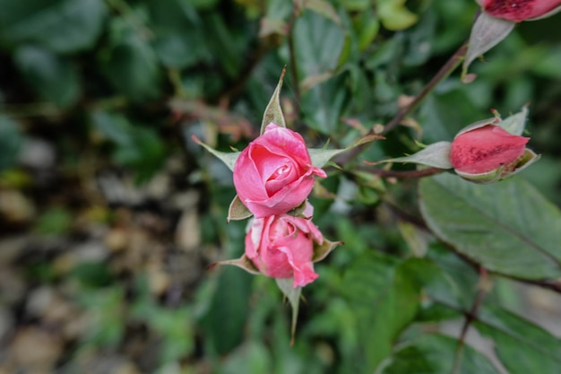 Foto close-up de uma rosa rosa