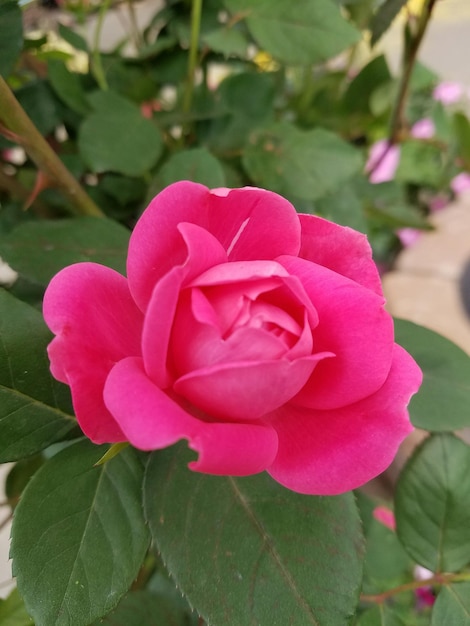 Foto close-up de uma rosa rosa