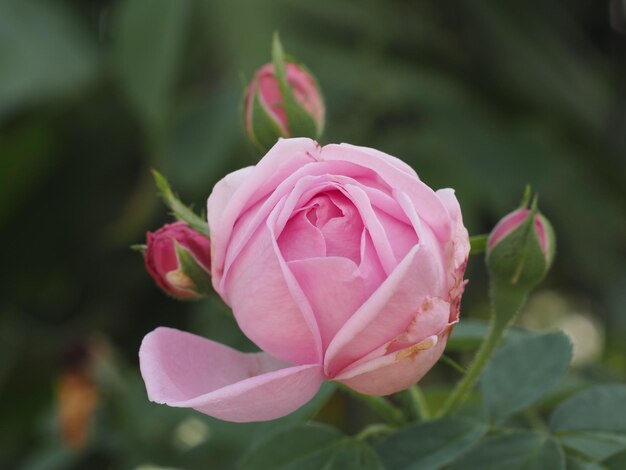 Foto close-up de uma rosa rosa