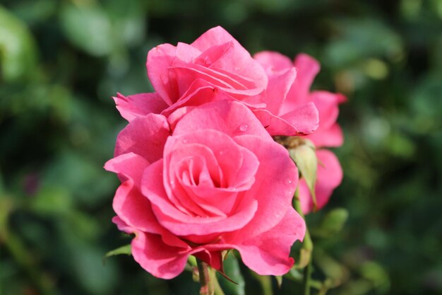 Foto close-up de uma rosa rosa