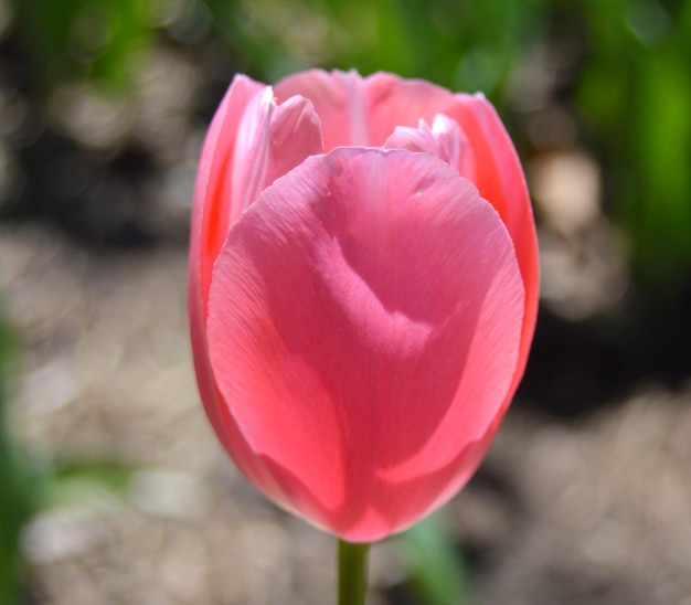 Close-up de uma rosa rosa