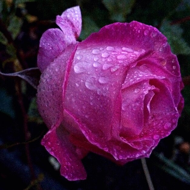 Close-up de uma rosa rosa