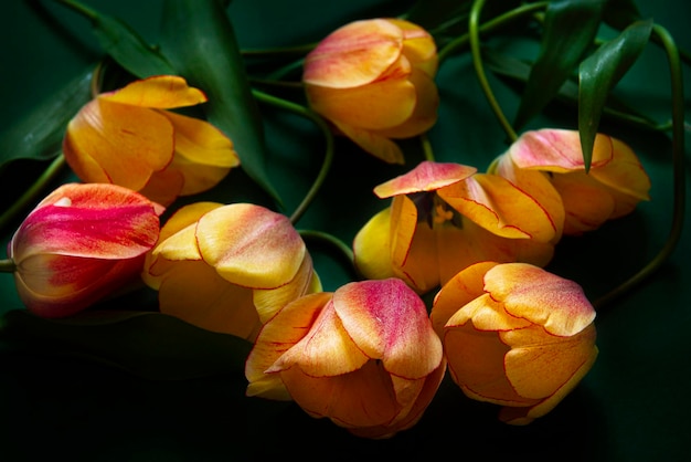 Close-up de uma rosa rosa