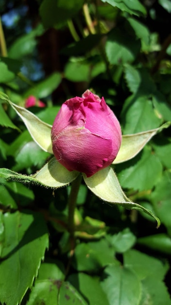 Foto close-up de uma rosa rosa