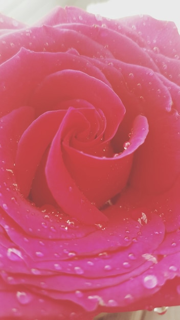 Foto close-up de uma rosa rosa