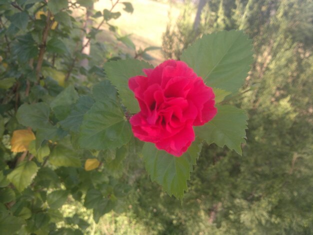 Foto close-up de uma rosa rosa