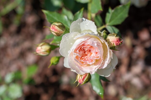 Foto close-up de uma rosa rosa