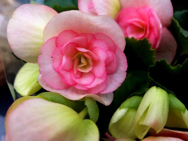 Close-up de uma rosa rosa