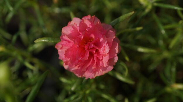 Foto close-up de uma rosa rosa