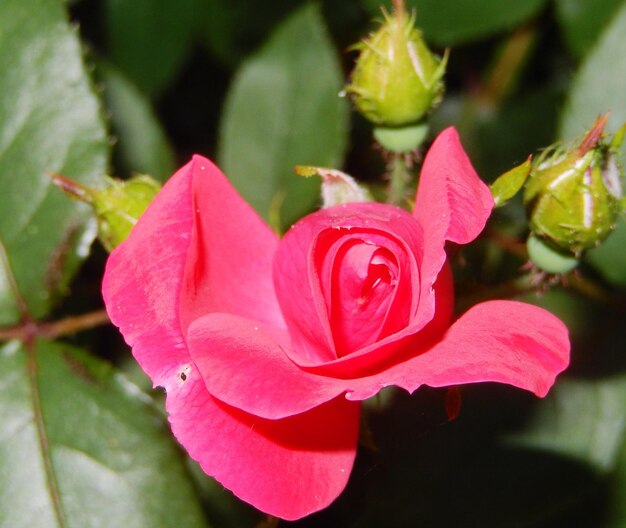 Foto close-up de uma rosa rosa