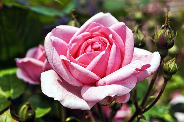 Close-up de uma rosa rosa