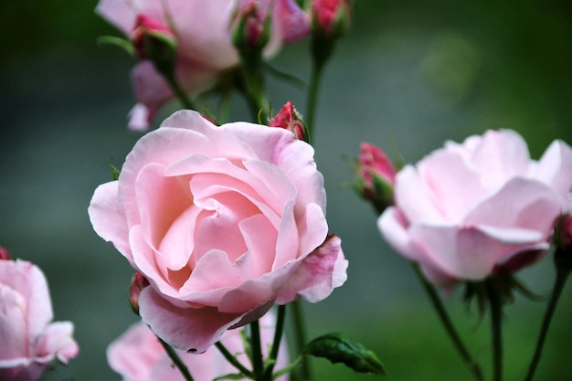 Foto close-up de uma rosa rosa