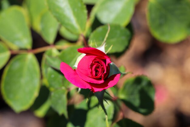 Foto close-up de uma rosa rosa