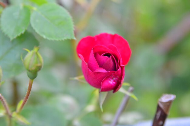 Foto close-up de uma rosa rosa