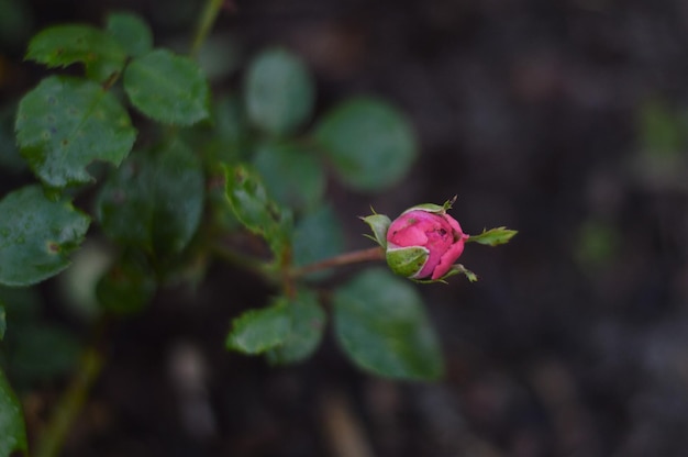 Foto close-up de uma rosa rosa