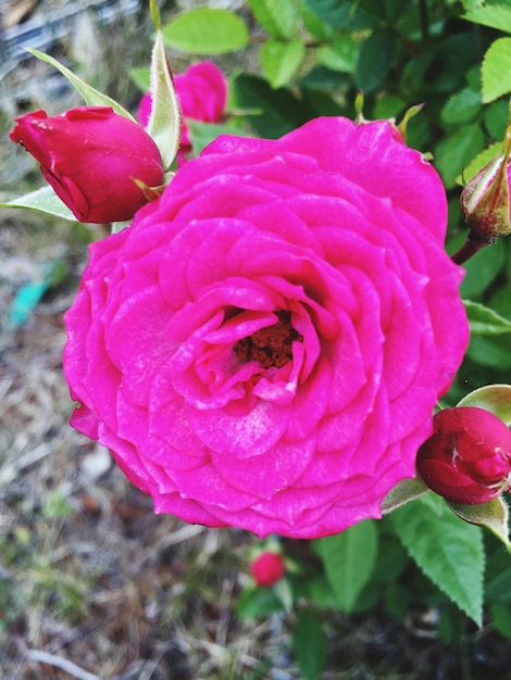 Foto close-up de uma rosa rosa