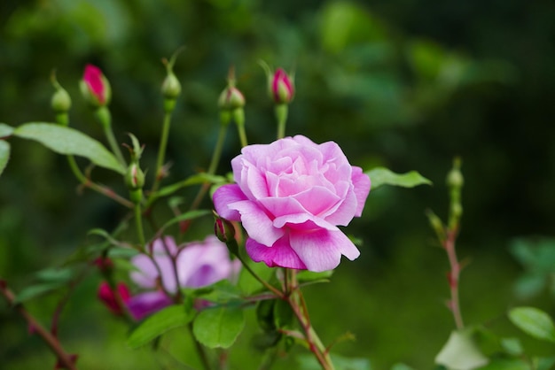 Close-up de uma rosa rosa
