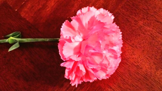 Foto close-up de uma rosa rosa