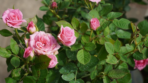 Foto close-up de uma rosa rosa