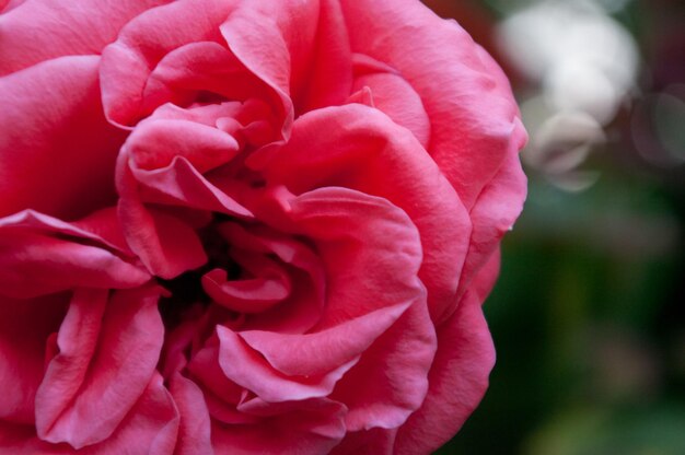 Close-up de uma rosa rosa