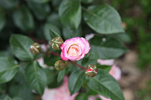 Foto close-up de uma rosa rosa