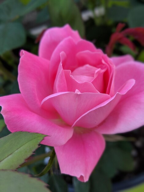 Foto close-up de uma rosa rosa