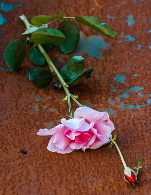 Foto close-up de uma rosa rosa