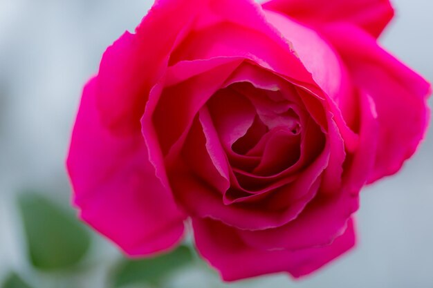 Foto close-up de uma rosa rosa