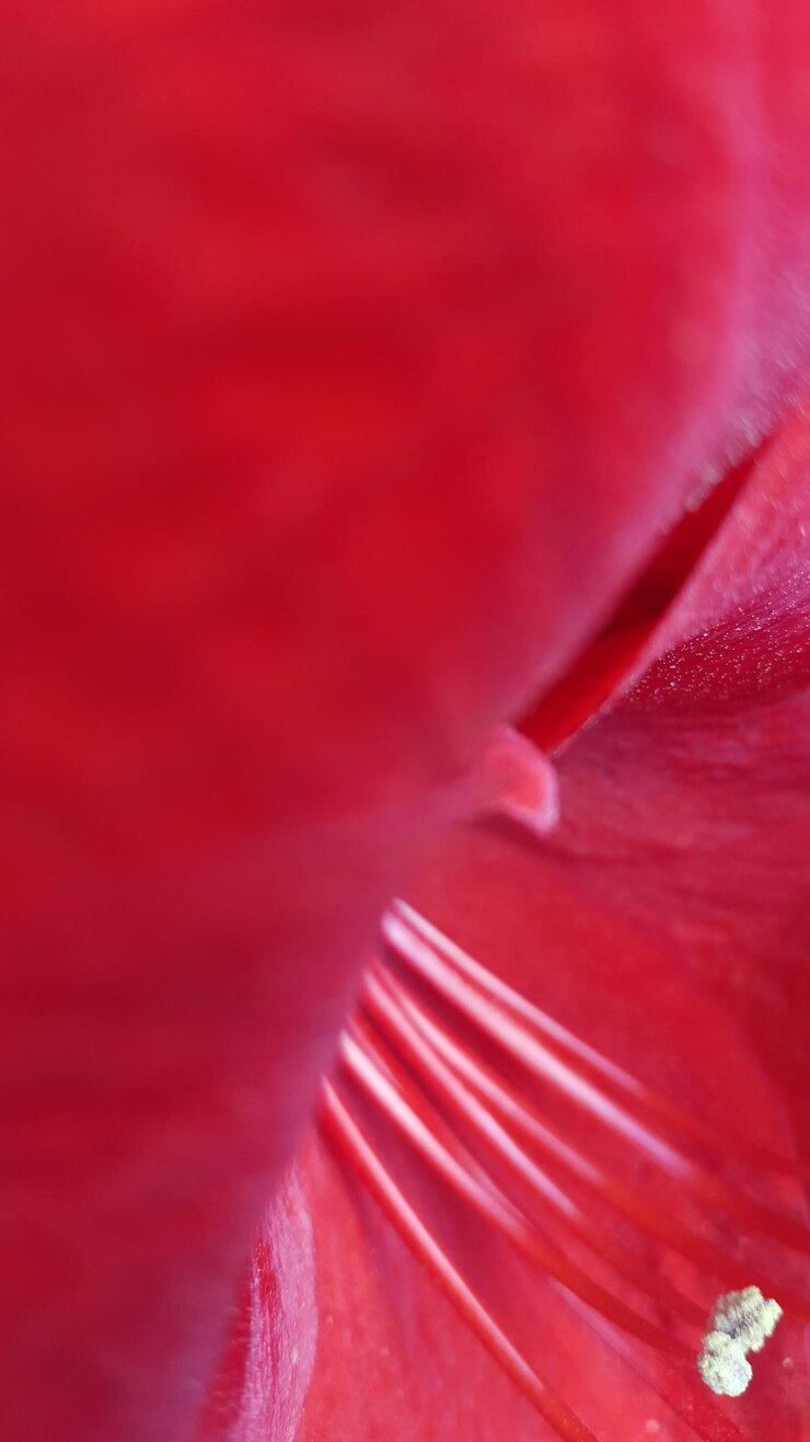 Foto close-up de uma rosa rosa