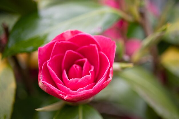 Foto close-up de uma rosa rosa