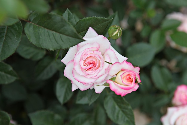 Foto close-up de uma rosa rosa