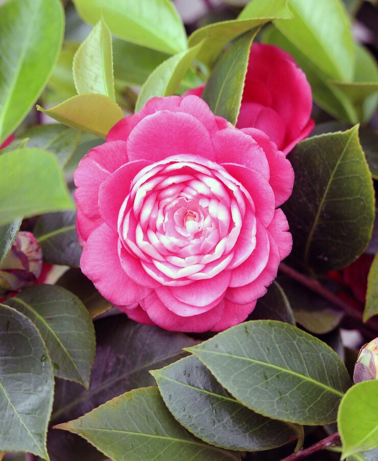 Foto close-up de uma rosa rosa