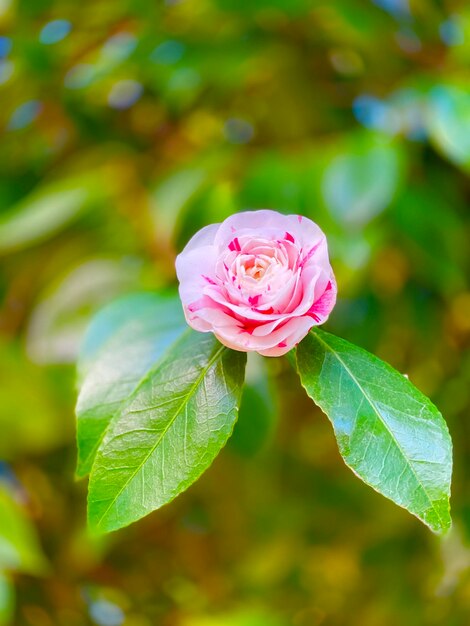 Foto close-up de uma rosa rosa