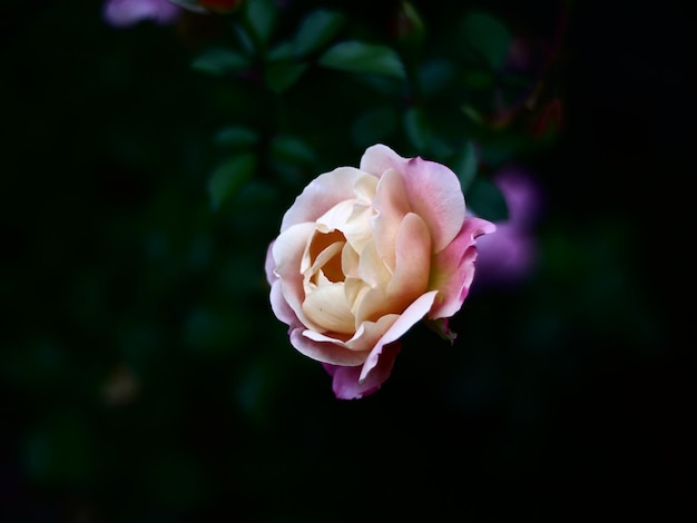 Close-up de uma rosa rosa