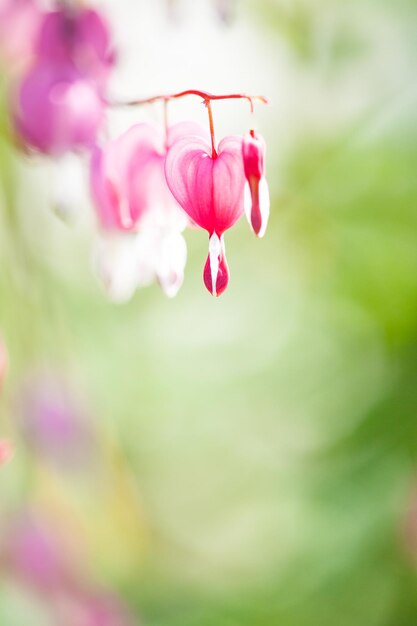 Foto close-up de uma rosa rosa