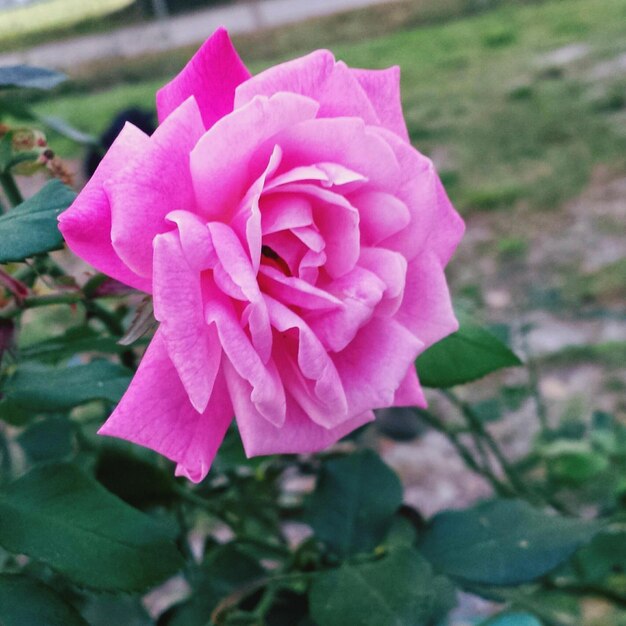 Close-up de uma rosa rosa